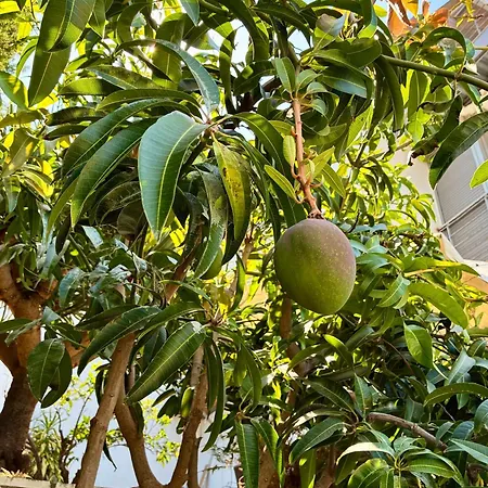 Apartmán Mango Tree *