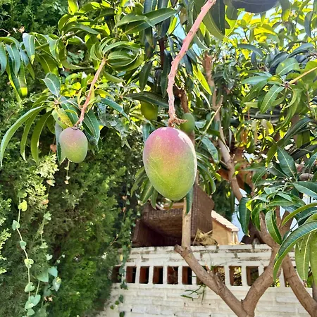 Apartmán Mango Tree Benalmádena